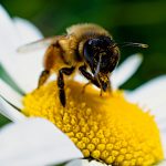 Pourquoi parrainer une ruche d’abeilles ?