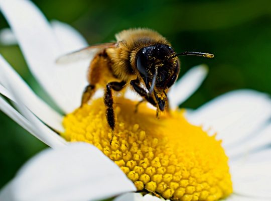 Pourquoi parrainer une ruche d'abeilles ?