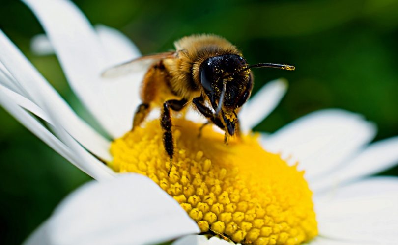 Pourquoi parrainer une ruche d'abeilles ?